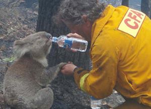 Sam, la koala sobreviviente a los incendios forestales en Australia debi&oacute; ser sacrificada