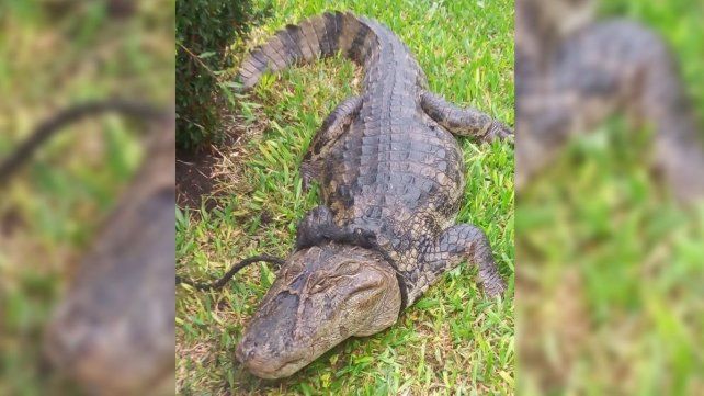 Un yacaré de más de dos metros fue encontrado un el patio de una comisaría en Piedras Blancas. Fue liberado en una zona natural protegida.