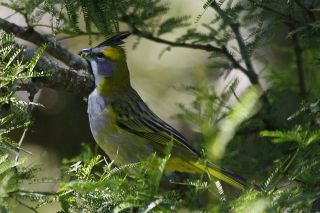 Las principales amenazas del cardenal amarillo son el tráfico ilegal y la pérdida de su hábitat, materializada por desmontes e incendios.