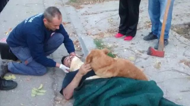 Tony, el perro que abrazó a su dueño tras un accidente