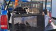 Alertan sobre el crecimiento de las colonias de gatos no domesticados en Rosario