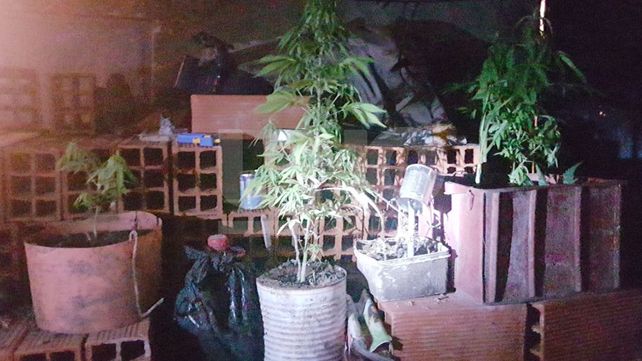 Los atraparon con un arma, balas de guerra y un jardincito de plantas de marihuana
