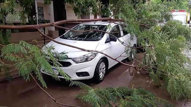 Una rama de árbol sobre un auto en Francia 1200