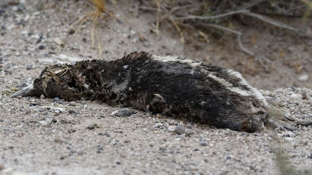 La Brigada de Control Ambiental (BCA) del Ministerio de Ambiente y Desarrollo Sostenible allanó un predio lindero al Área Natural Protegida de Punta Tombo