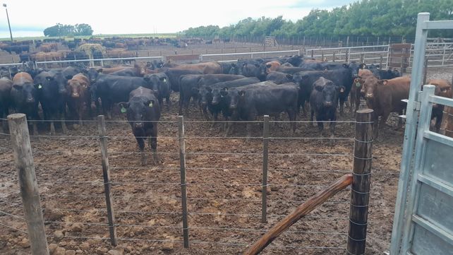 El ganado del influencer se encontró a 80 kilómetros de donde se lo robaron