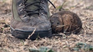 La ONG que salvó animales de los incendios en el delta: Muchos perdieron su vida con el fuego