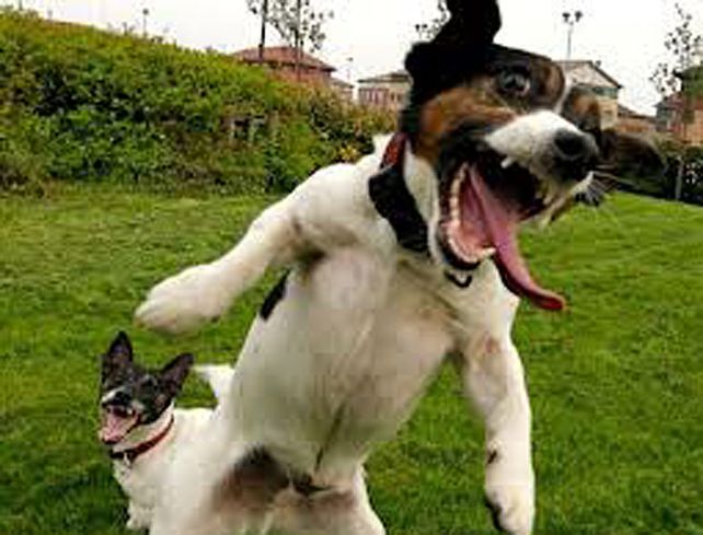 Los perros se intoxican con marihuana y tienen diversos síntomas.