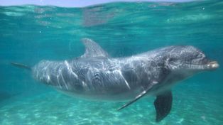 La marea roja mató 174 delfines en las costas de Florida