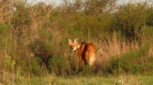 Gualeguaychú: equipan con collar satelital y microchip a un aguará guazú liberado