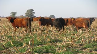 La plataforma web&nbsp;informará periódicamente la tasa de crecimiento de los distintos recursos forrajeros de los sistemas pastoriles en Argentina.