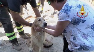 Un perro fue rescatado entre los escombros nueve días después del sismo que sacudió a Italia