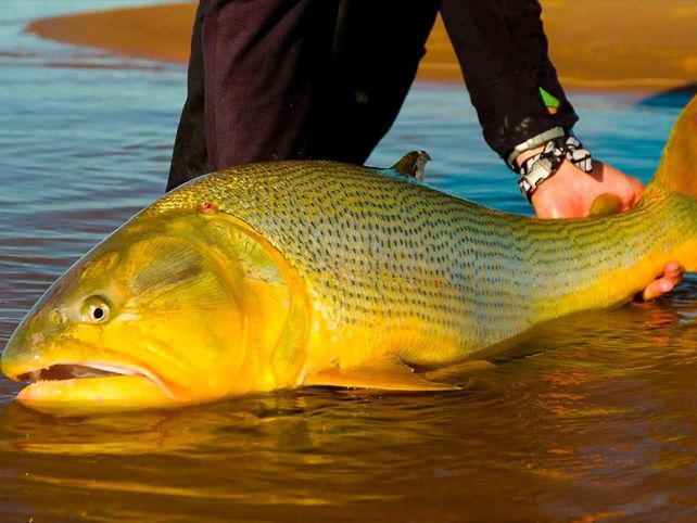 Turismo de pesca en Entre Ríos: un producto que logra generar movimiento todo el año