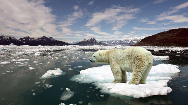 Los osos polares gastan más energía por el calentamiento global