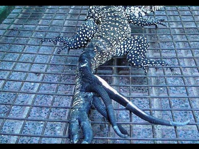 Increíble: encontraron una iguana con cinco colas en Córdoba