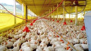 Las importaciones preocupan a los productores avícolas santafesinos.