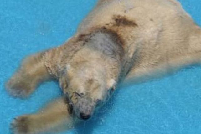 El oso polar cada vez más cerca de su traslado
