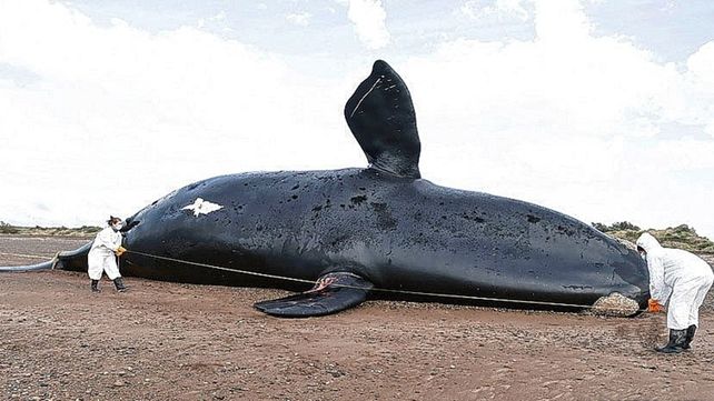 Ya son 30 las ballenas muertas en el Golfo Nuevo