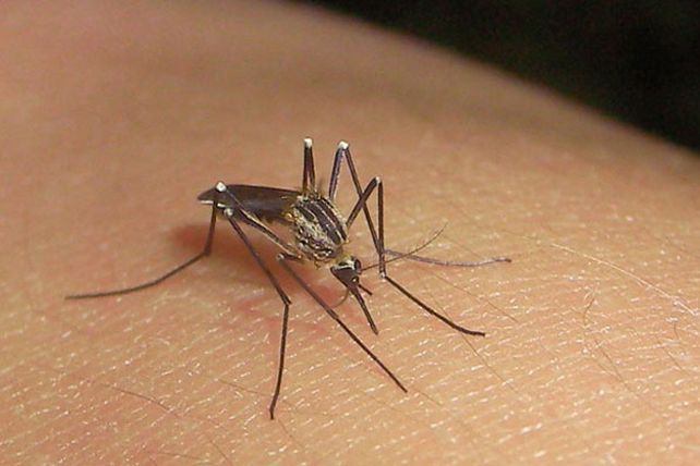 Mosquitos transgénicos contra el dengue