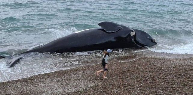 Una ballena franca muerta y varada en la zona de península Valdés