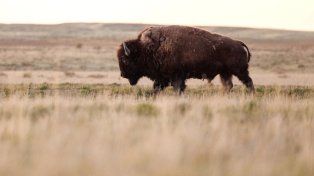 Trump quiere expulsar a los bisontes de Montana y reemplazarlos por vacas