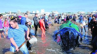 Murió la ballena varada en una playa de Mar del Plata