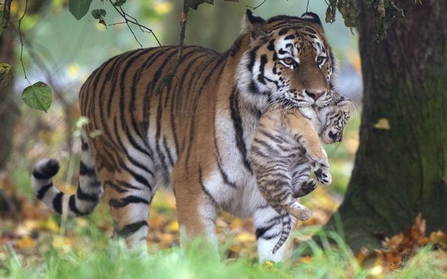 La tigre de Amur Mishka lleva a uno de sus cachorros de siete semanas en el zoológico de Banham en Norfolk