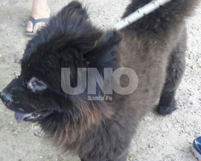 De vuelta a casa. La pequeña perrita había desaparecido en el barrio Los Hornos.&nbsp;