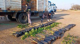 El decomiso de citrus de Senasa se enmarca en la prevención de la dispersión del HLB, la plaga más destructiva de los cítricos a nivel mundial