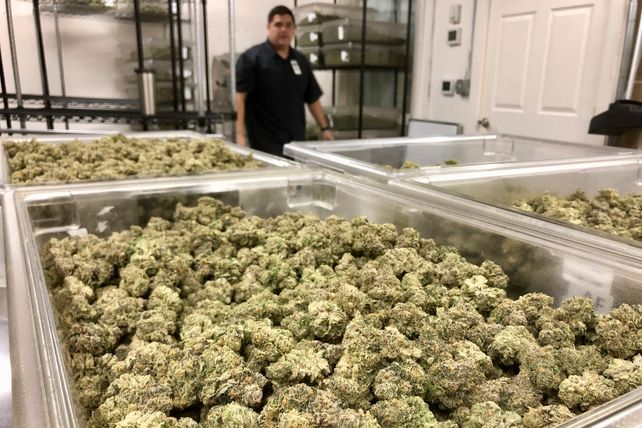 La sobreoferta de marihuana lleva a la quiebra a los cultivadores de EEUU