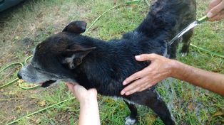 Willy, el perro callejero de Candioti Sur que busca una familia