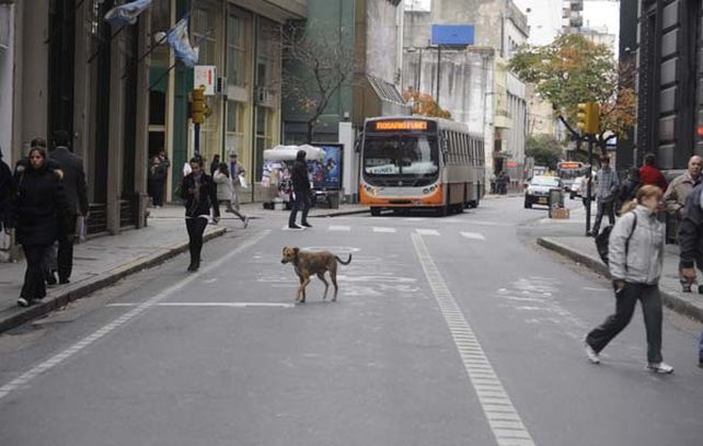 Mañana se sumarán nuevos tramos a los carriles exclusivos que dispuso la Municipalidad desde hace algunos meses. (Foto: Néstor Juncos)