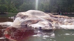 Científicos desconcertados por el hallazgo del cadáver gigante de una criatura desconocida