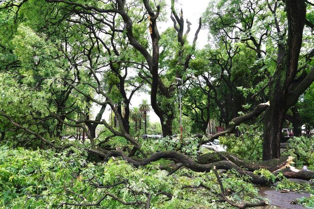 El temporal dejó gran cantidad de ramas y árboles caídos en Rosario.