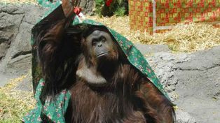 Sandra, la orangutana, ya tiene fecha para viajar a EEUU
