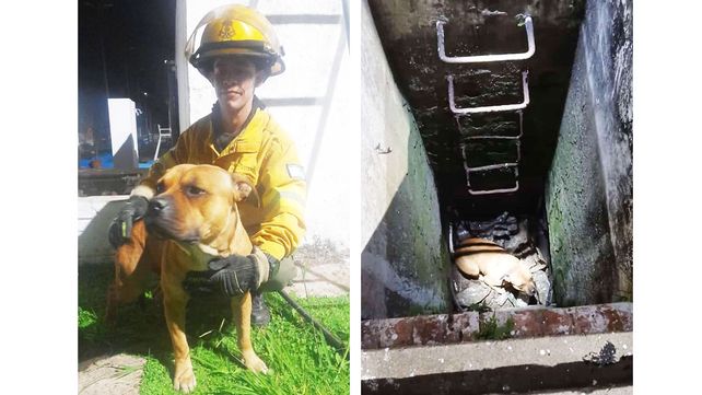 Paraná: bomberos Voluntarios rescataron un perro de un pozo