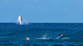 Una ballena sorprendió al mundo con su aparición durante la competencia de surf de los Juegos Olímpicos.
