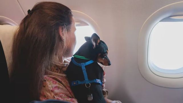 Un perro se perdió antes de subir a un avión de Iberia en octubre del 2019