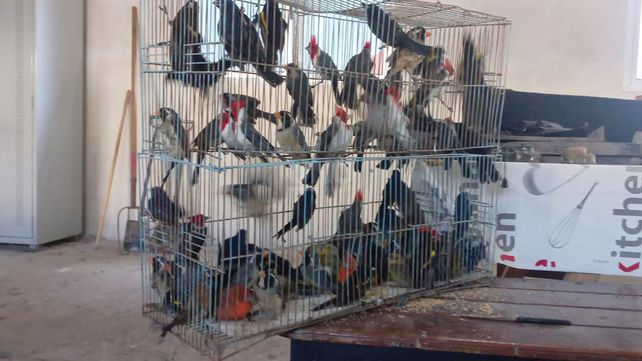 Detuvieron a un cazador con más de 100 aves protegidas en el norte santafesino Detuvieron a un cazador con más de 100 aves protegidas en el norte santafesino
