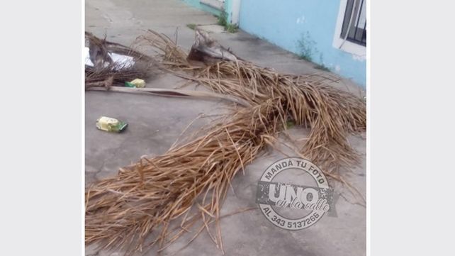 Restos de podas en la vereda