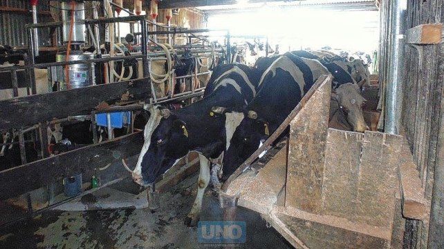 Los tamberos entrerrianos destacan que hay un repunte en la producción