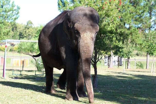 Provincia y municipio de Concordia investigan si hay maltrato animal en el parque Arca de Enrimir