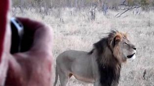 Intensa búsqueda del cazador español que mató a soberbio león en Zimbabue
