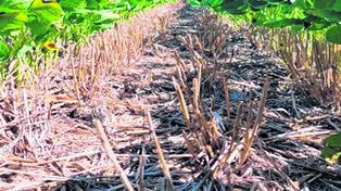 &nbsp;Soja y maíz explican el 80% de la caída en el valor estimado de la producción.