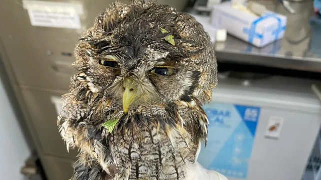 El área de Salud Animal del municipio de Funes asistió a diversas especies por la tormenta de granizo y lluvia.