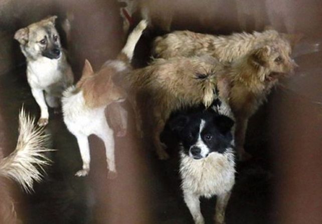 China sacrifica a miles de perros para el festival del horror