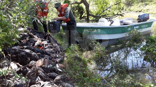 Arroyo Leyes: secuestraron 347 patos crestones depredados