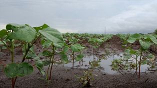 Luego de la lluvia, el campo pasó de sequía a saturación de suelos