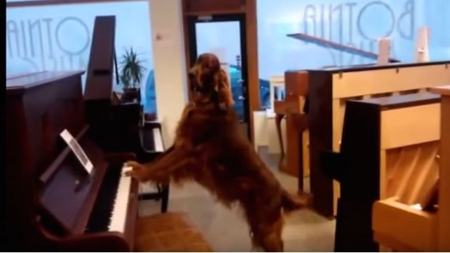 Elmo, el perro que canta y toca el piano