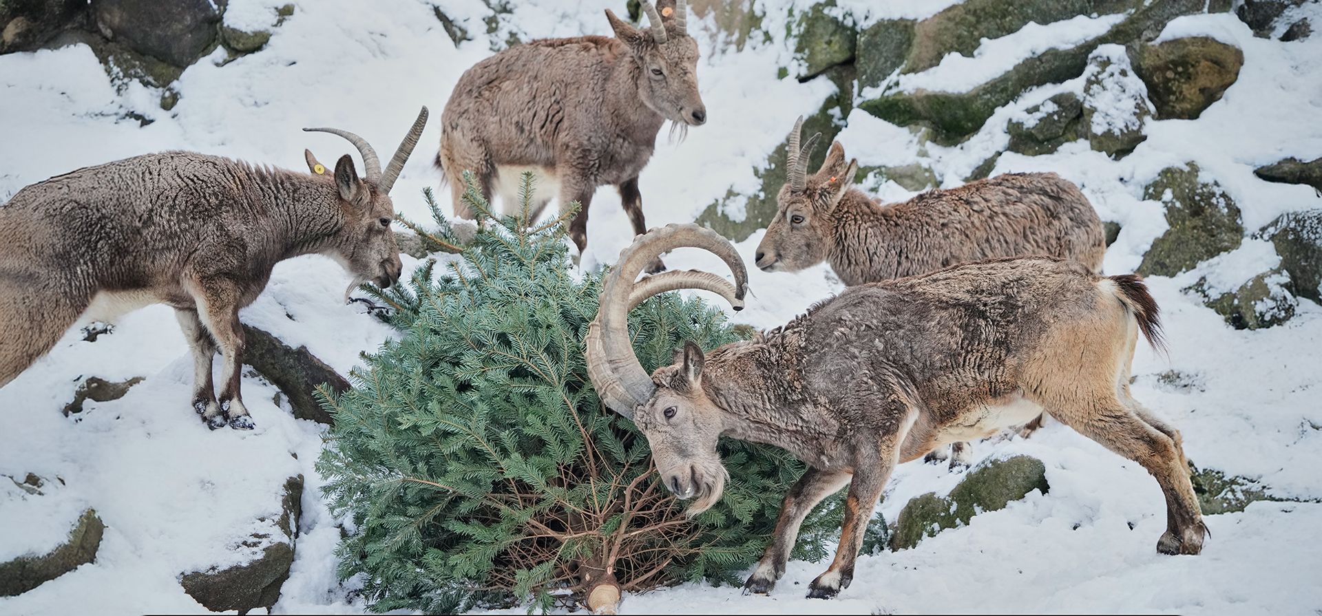 Íbices siberianos pastan en un árbol de Navidad durante la alimentación de animales con árboles de Navidad sin usar en el zoológico de Berlín, Alemania, el lunes 5 de enero de 2026. (Foto AP/Ebrahim Noroozi)
