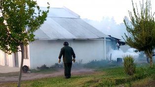 Dengue: el mal uso de las fumigaciones promueve la resistencia en mosquitos